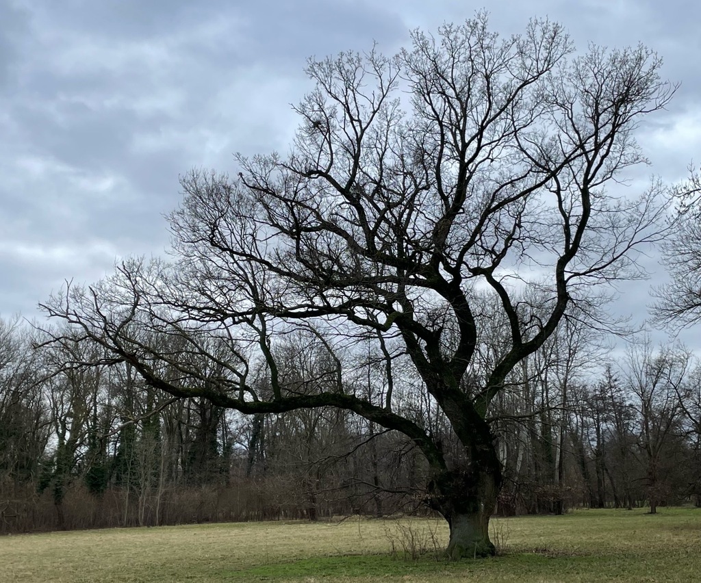 #Quercusrobur #Plant  in a Park #habitat  🦔  Link: ift.tt/DQ8euUy 🌻 Get the @NatureSpotsApp on naturespots.net and and start exploring #nature! 💚 'Breit ausladende entlaubte Stiel-Eiche (Quercus robur) in einem Park in Bruck/L.' says Franz about this Plant.…