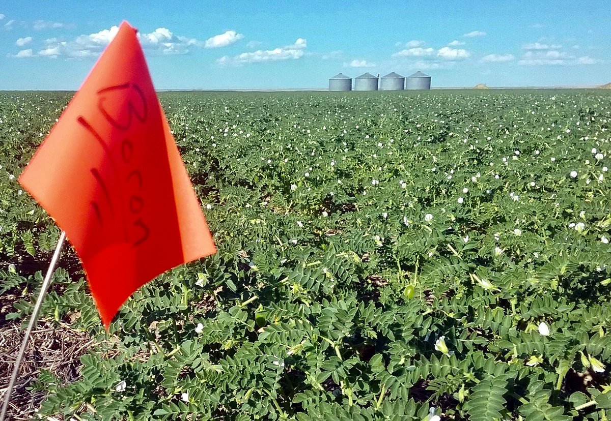 406Agronomy's tweet photo. On Farm Research have proven to show some of the best ROI on both $$ and time. Will you be doing any in #grow2023?
Studies have demonstrated the effectiveness of the addition of Boron in a nutrient program. In legumes, the micronutrient can increase nodulation and pod set. https://t.co/Xfg4Qe9RfF