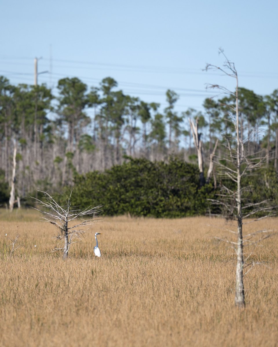 Friends of the Everglades tweet media