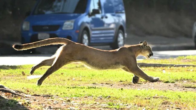 Lookout Santa Cruz on Twitter: "California is turning mountain lions