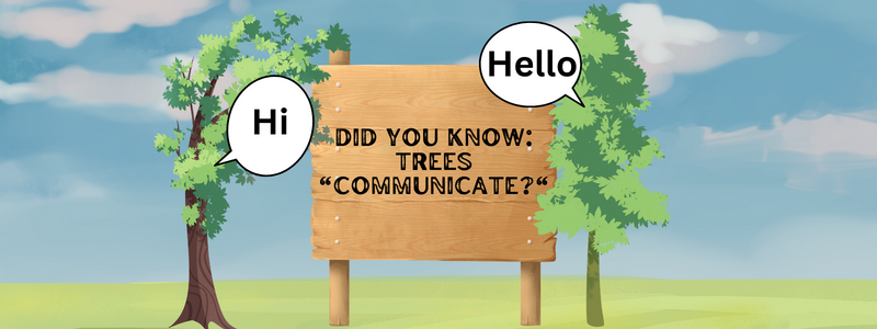 cheymurray's tweet photo. If you are new to learning about this, you may be surprised that trees share carbon, and even favor their own children. Now before you call me crazy and leave, this is backed by science, I promise.

🧵⬇
___
#naturelovers #NatureScience #nature #trees https://t.co/opp7EgthOE