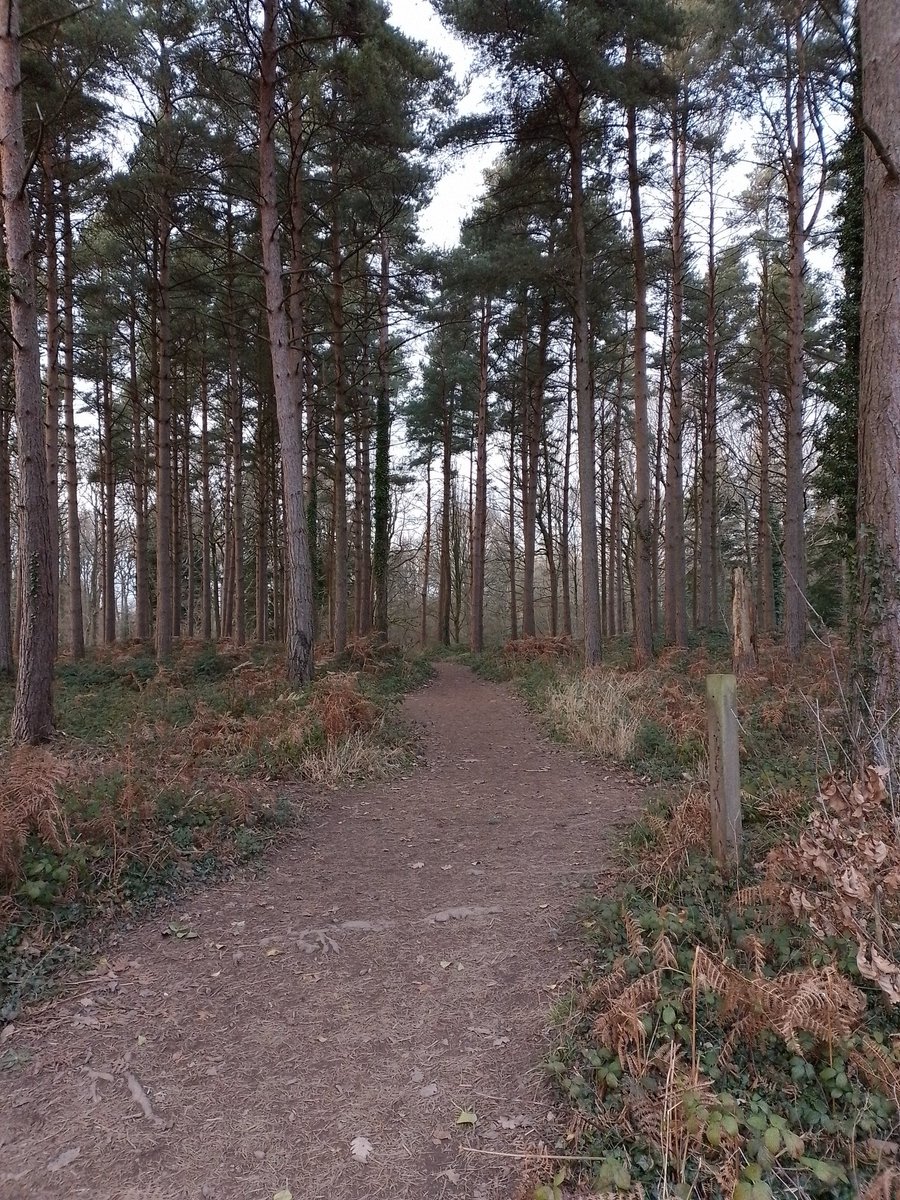 QueenswoodArb's tweet photo. Lighter evenings are with us! Its time to #walkafterwork 💚🌲#Herefordshire #Leominster https://t.co/drTdlaOAMB