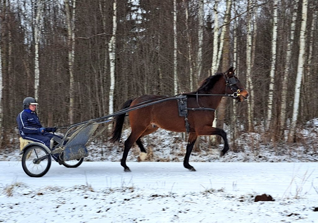 2-vuotias ruuna Quick Swamp (Orlando Vici- Zora Kemp, Majestic Son) treenaa Tommi Ala-Nikkolan <a href="/ala_tommi/">Tommi Ala-Nikkola</a> valmennuksessa. Larva-Jussilan kasvatti on Eventful ja Graceful Swampin veli #ravit