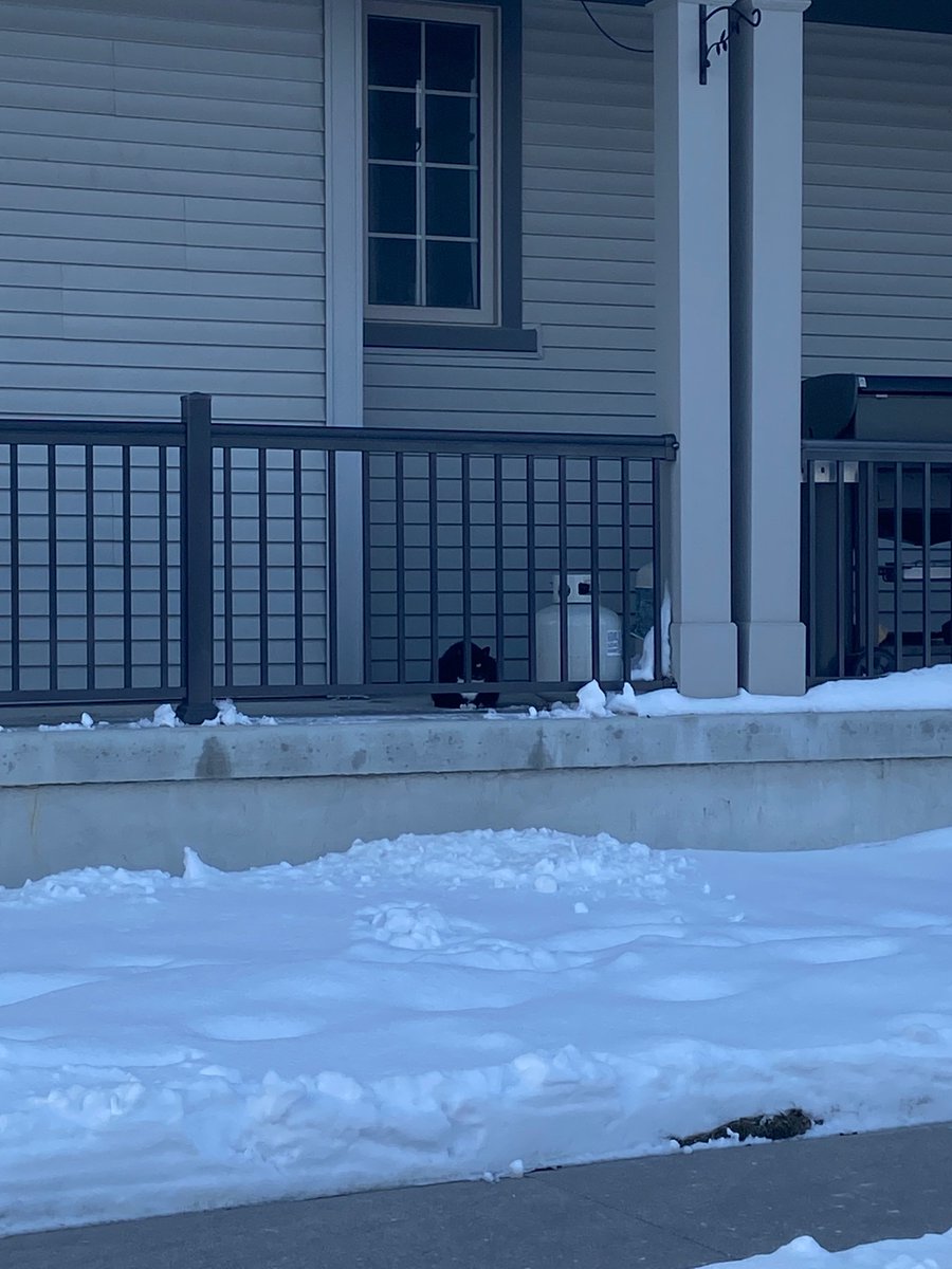 designated friendly neighbourhood fat cat