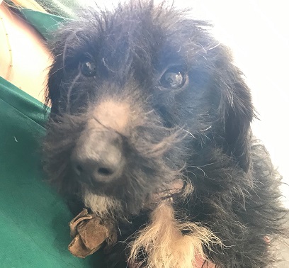 AdoptionsUk's tweet photo. Please retweet to HELP FIND THE OWNER of this stray dog found #DUNSFOLDAERODROME #SURREY #UK 

Jack Russell Terrier aged 1, found 1 Feb. Now in a council pound. 
She could be missing from another region, so please share widely. 
DETAILS 
https://t.co/UUUz8P3mK9
#dogs @DogslostUK https://t.co/inJ66VRvxm