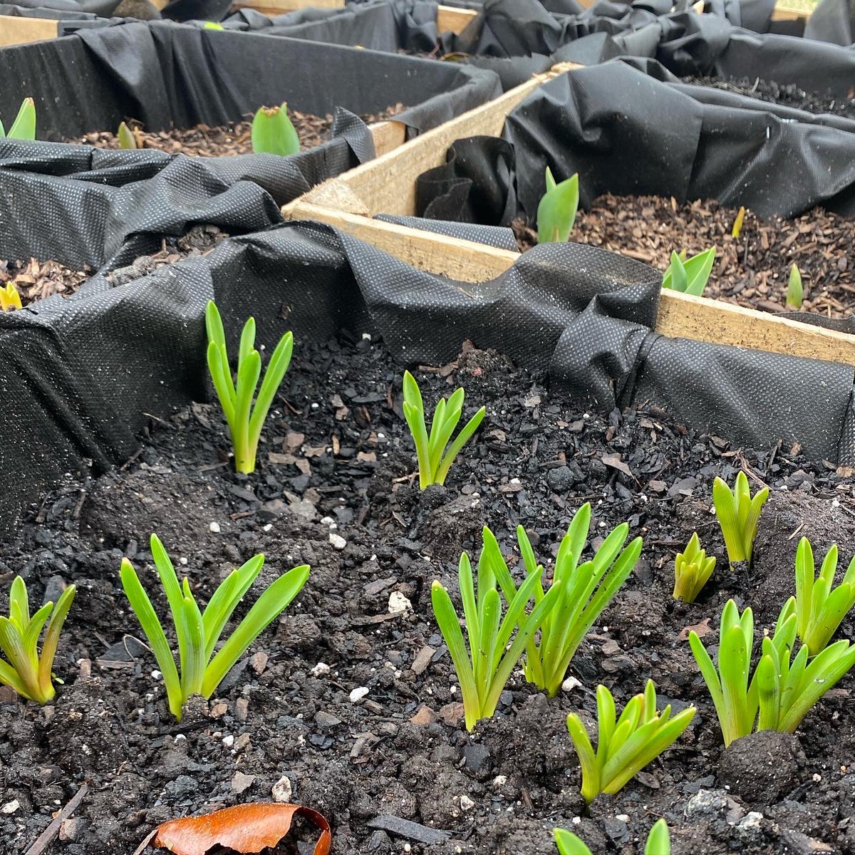 BlessingsGrow's tweet image. Our Tulips and Ranunculus are peeking and we can't wait to share them with you! 🌷🌺#blessingsgrowmeadows #inhistime #georgiagrown #ministrythroughflowers #Godisgood #thankfulheart