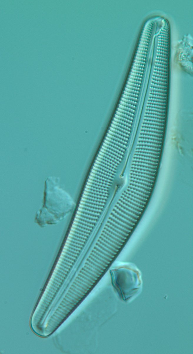 JMBonzom's tweet photo. Scientific research in pictures 📷 #sciencephoto
These images are from this study: https://t.co/vR7W3A0uP0
"Use of diatom assemblages as biomonitor of the impact of treated uranium mining effluent discharge on a stream: case study of the Ritord watershed (Center-West France)" https://t.co/8gVMWJ6zfx