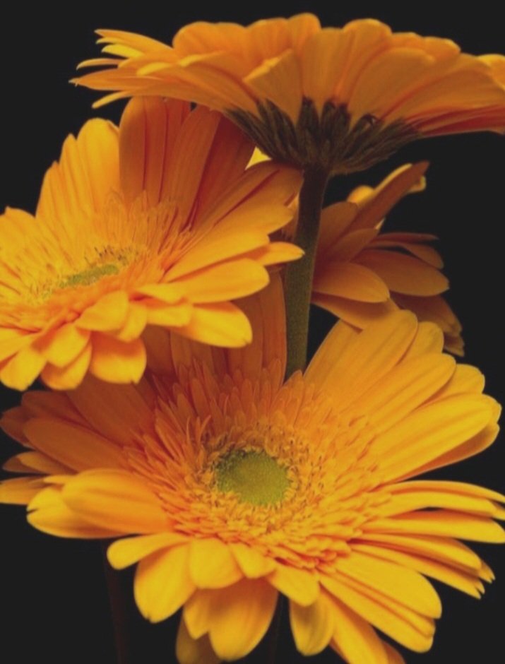 Dada317087222's tweet image. ... 💛 ...