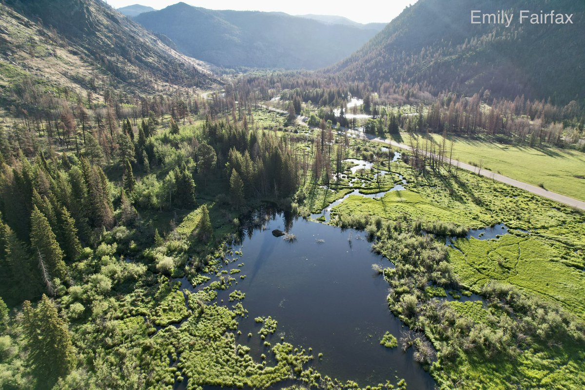 It’s #WorldWetlandsDay! 

When I was a kid, murky water &amp; pond weeds made me nervous (what’s hiding in there?). Today, I’ll happily wade barefoot into  #beaver ponds - it doesn’t scare me anymore.

Whether you’re just looking or diving right in, wetlands are magical places to be!