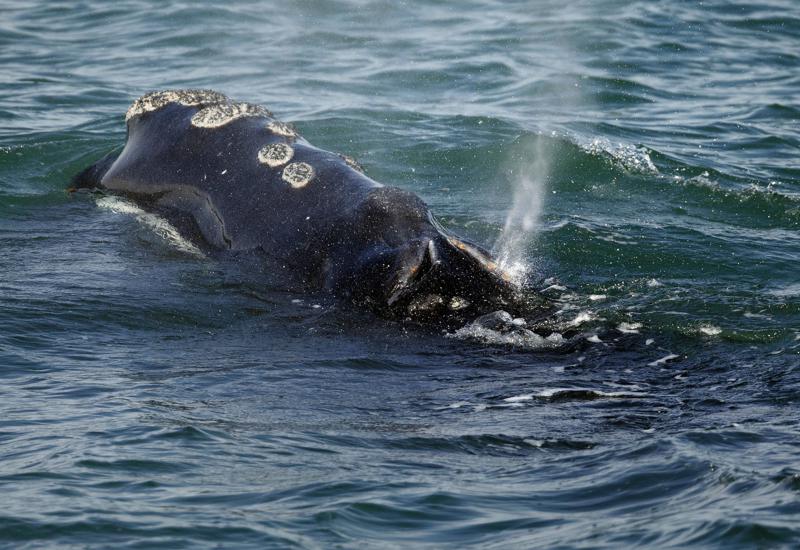 greennomad61's tweet image. 📢 .@POTUS @VP
Please help the #whales 

Jan. 20, 2023, the federal government (@NOAA ) DENIED a request from a group of environmental orgs. to immediately apply proposed ship speed restrictions in an effort to ➡SAVE #RightWhales
a ➡vanishing species.

@AP 📷/Michael Dwyer