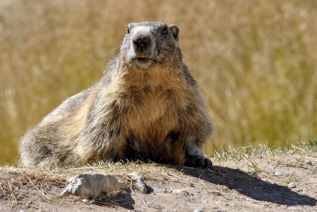Well, the ground hog saw his shadow this morning and predicted 6 more weeks of winter. But he is only right about 40% of the time, and we are already seeing signs of an early spring.