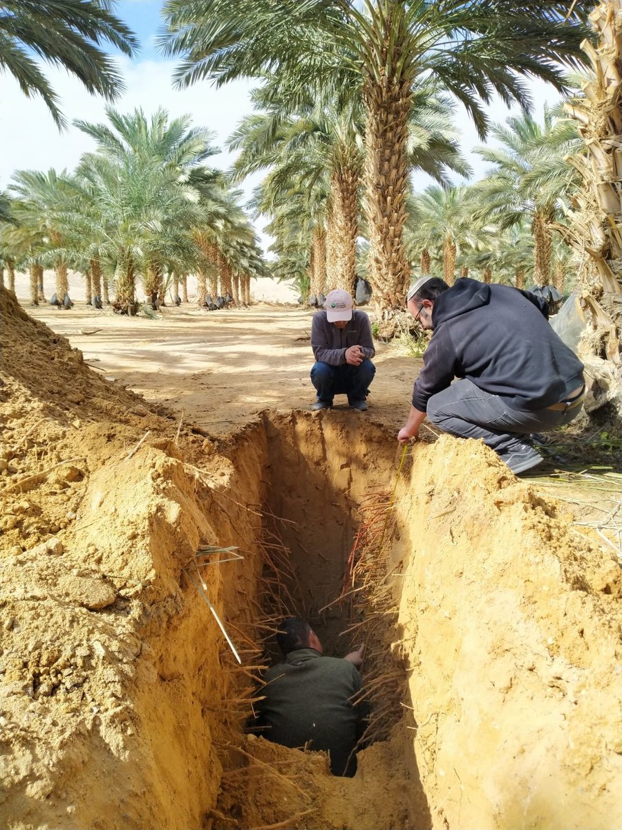 measuring depth of date palm roots for new project. Still looking for a student to work on the N cycle in Medjool date palm plantation. Biogeochemistry is the most interesting science out there. (and N cycle).
Do you know what Medjool means?
