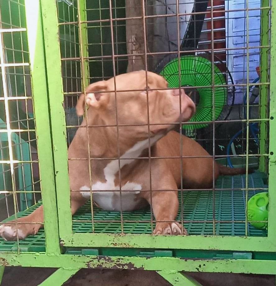 BECNN3's tweet photo. Hi, I'm sad today!
I'm always left at home😢😢😢😢
#TrendingNow #Americanbully #dogsoftwitter #DogsofTwittter #pets https://t.co/z2NuK4ChhE