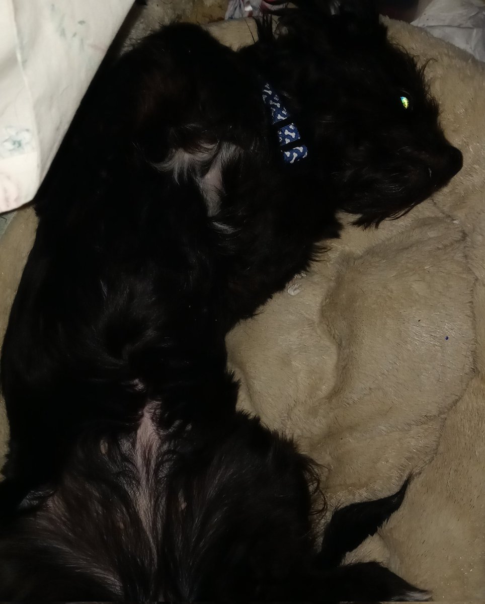 BabyLilos's tweet photo. #babyliloslife #cutenessoverload #cuteness #cutedogs #PuppyLife🐾 #puppylove #puppies #puppy https://t.co/y9PkGnG8VE