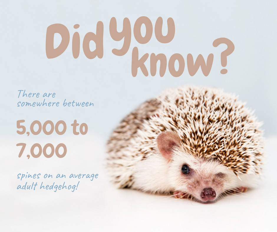 raisingreaders_'s tweet photo. We want to thank whoever counted the hedgehog's spines and made this fun fact possible.

#funfact https://t.co/SxNqAf6fNg