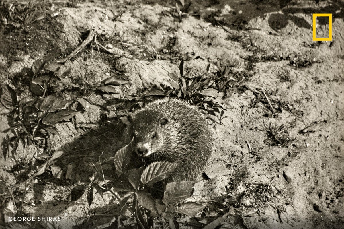 NatGeo photo