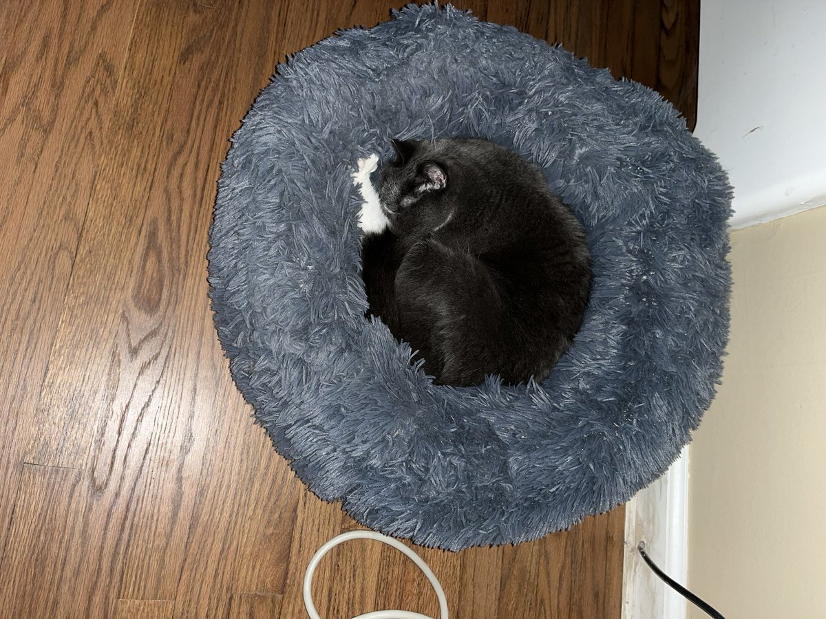 Bruno Matarazzo Jr. tweet media