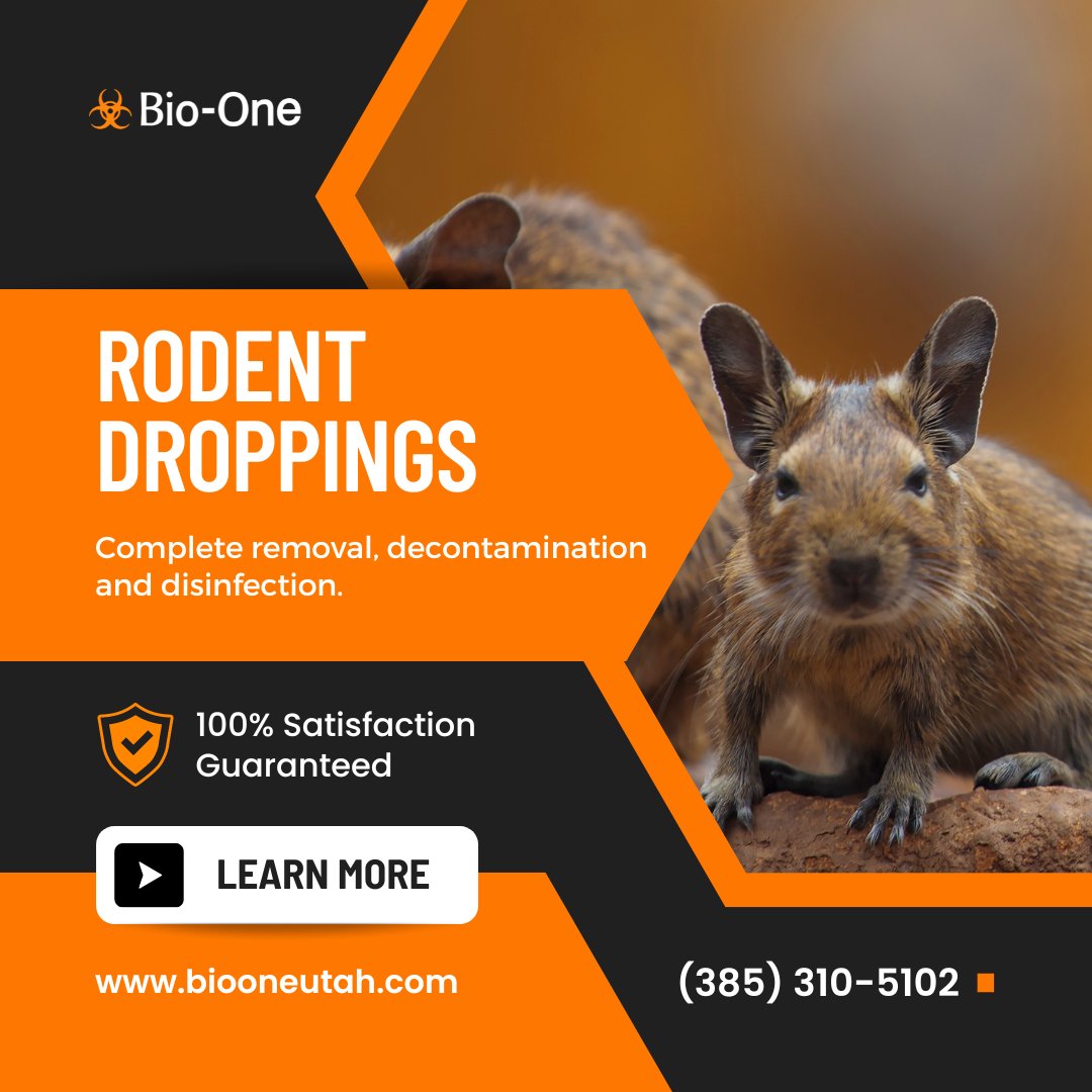 BioOneUtah's tweet image. Rodents are more than bothersome creatures. They often carry bacteria and viruses in their waste. It may seem like a simple pickup job, but it should be disinfected and removed professionally.