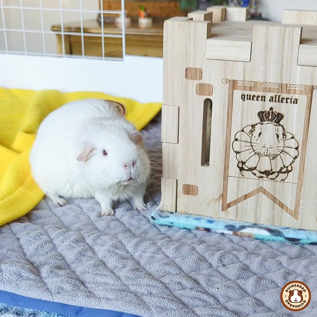 GuineaDad's tweet photo. Everyone check out our amazing #GuineaDadModel of the week! Our Alleria feeling loved with GuineaDad Liner and Queen's Castle! #ProudPigParents #GuineaPigLove
💛 Click the link below to shop GuineaDad Liner!
https://t.co/FZKSOijYeA https://t.co/zrYLVVaLOA