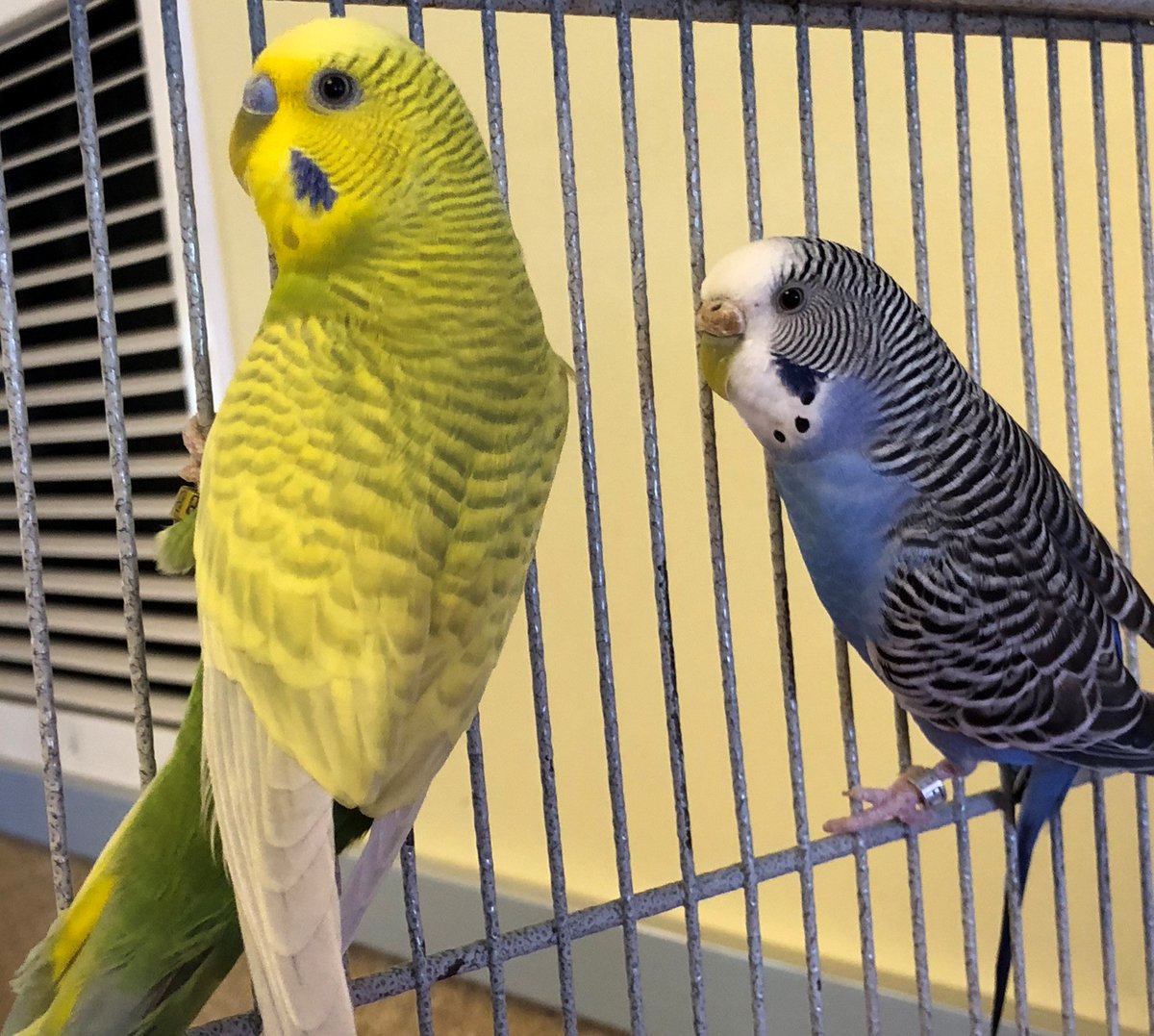 965KOIT's tweet photo. @PeninsulaHumane Pets of the week are Kesha &amp; Gosha. They are 2 beautiful Budgerigars. Kesha is a 2-year-old striped sky blue female &amp; Gosha is a 2-year-old male with sunny yellow &amp; bright green feathers. These BFFs are friendly and sociable. ID#’s A924713 &amp; A924714. https://t.co/kS63zPUGyX