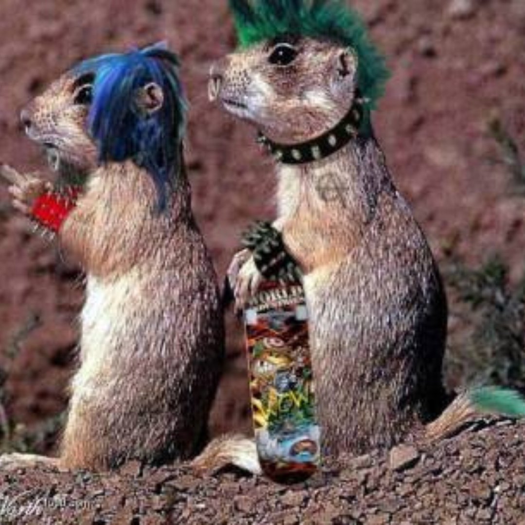 Happy Groundhog Day 🤘

#groundhogday #punk #metal #goth #groundhog #TheAlley #TheAlleyChicago