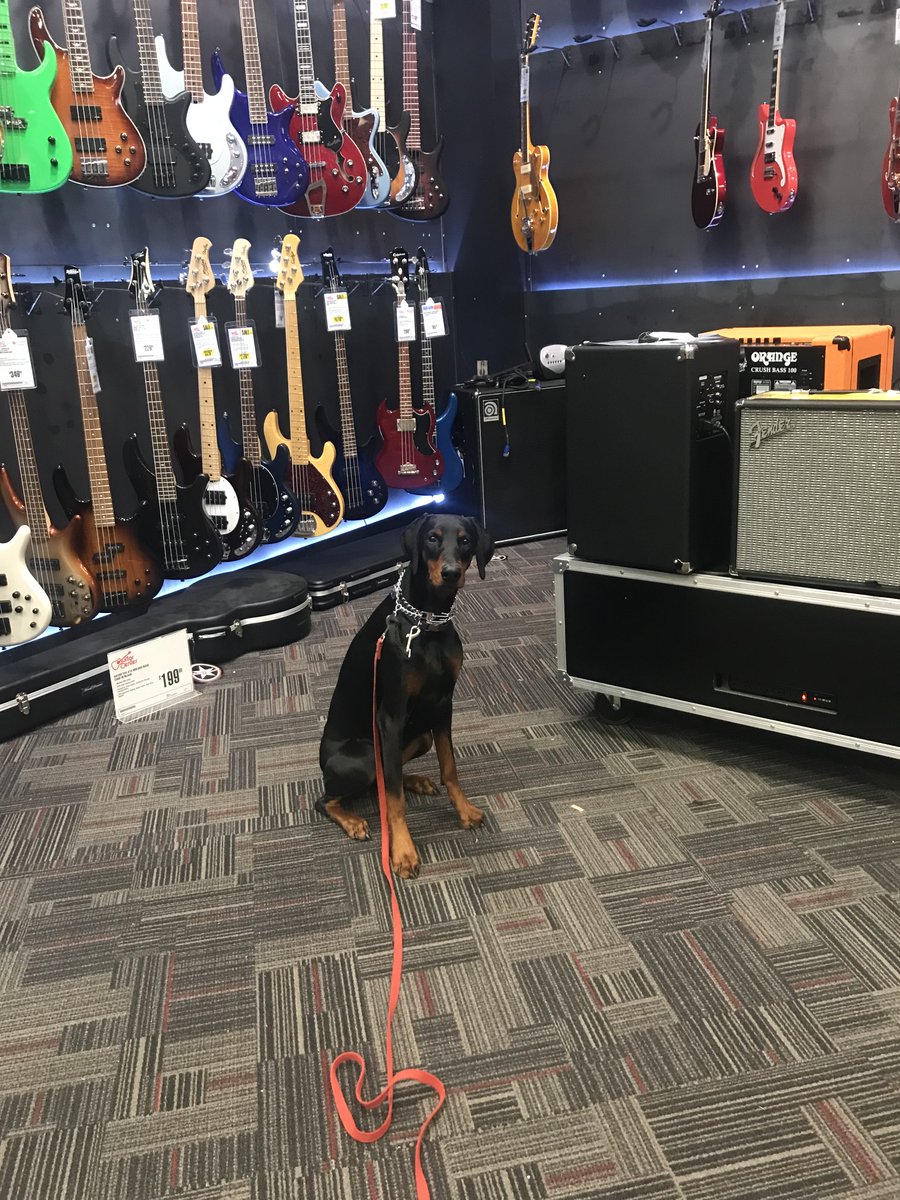 FrolickDogs's tweet photo. When you bring us your dog for training, they'll receive personalized attention. E.g., if the client is a musician, we'll head to the Guitar Center to practice obedience commands :) https://t.co/NGe636d8tD