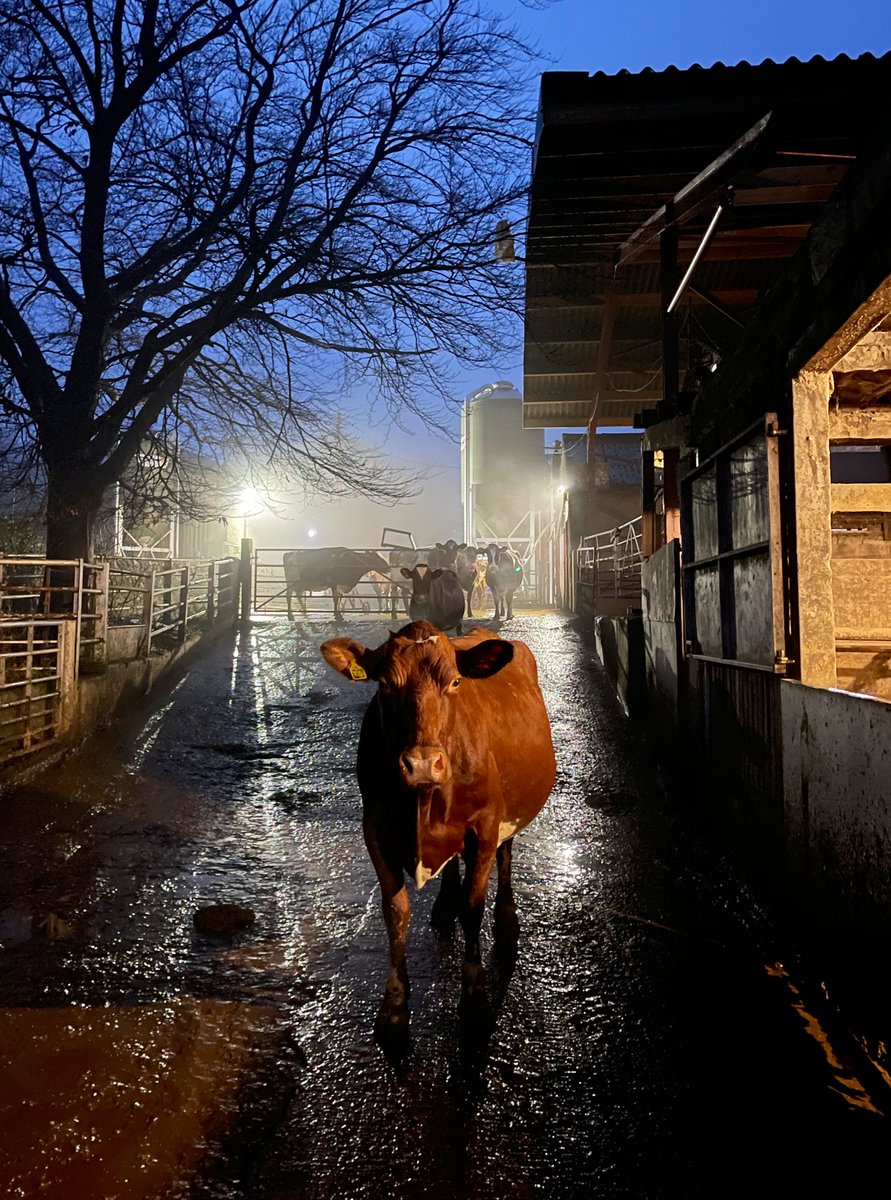 James Robinson tweet media