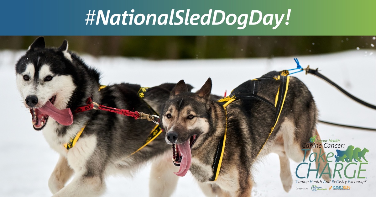 Today is #NationalSledDogDay! #DYK #sleddogs were crucial to the Alaskan gold rush and the 1925 Race for Mercy, when sled dog relay teams delivered a life-saving serum to Nome? Learn about the history of sled dogs at bit.ly/3RdTzII. #TakeCHARGE