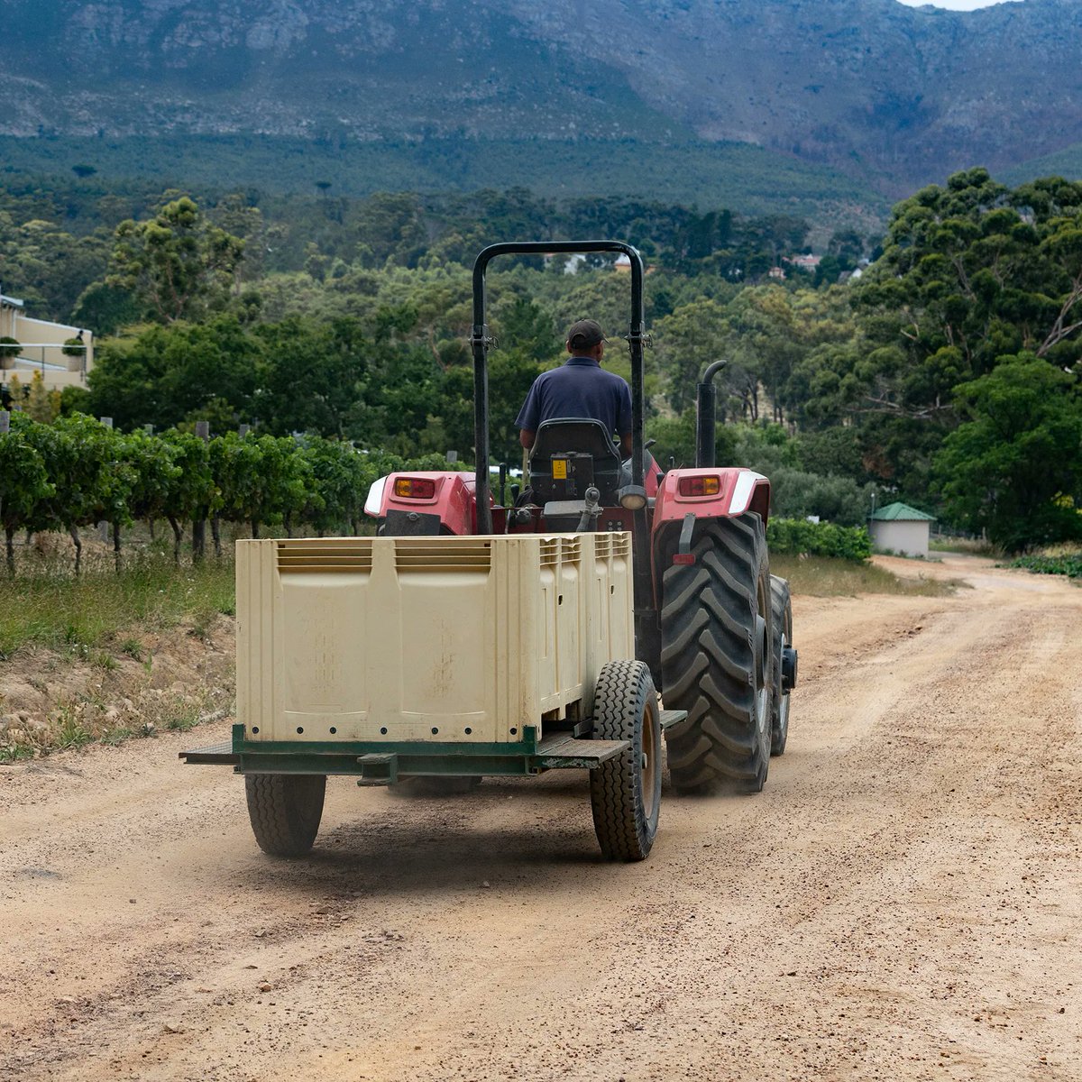 With harvest in full flow the farm is a hive of activity. The tractors are getting a good workout. #sawineharvest2023