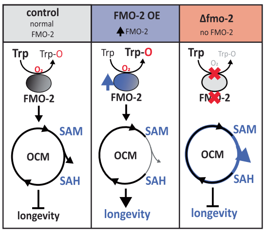 Congrats to @UMPhysiology PhD student Hyo Sub Choi and postdoc @ajybhat, and @UMichCMB student Marshall Howington and the @LeiserLab. Their paper in @NatureComms shows that FMO-2 promotes longevity through tryptophan and 1-carbon metabolism in #Celegans. nature.com/articles/s4146…