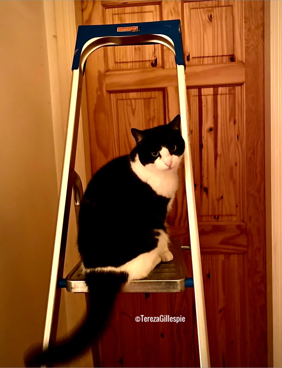 💕 Scampy 💕… lending me a helping paw today.🪜

🐾💕🐈‍⬛💕🐾

#CatsOnTwitter #MyCat #CatsofTwittter 

📸<a href="/TBGTNT/">☘️celtic princess🧚🏻‍♀️</a>