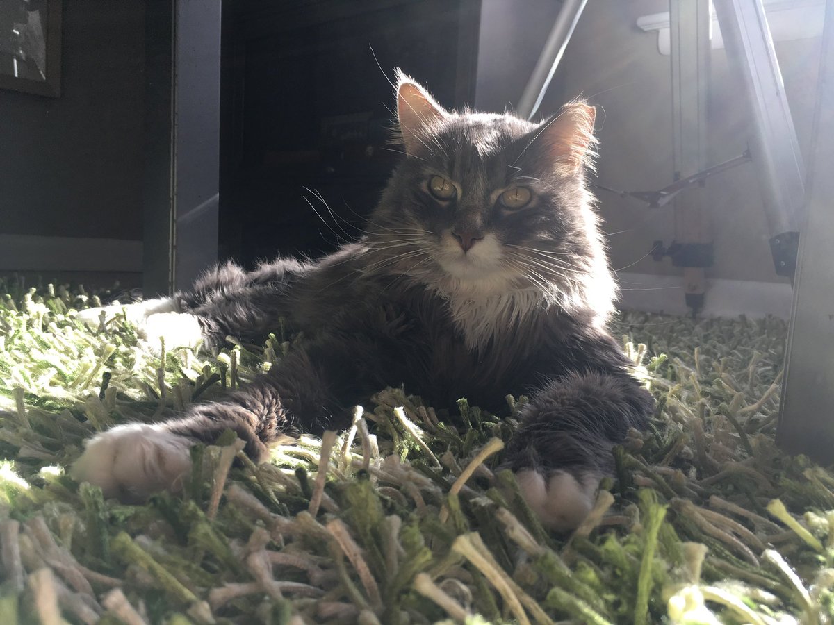 bryce_c_lowery's tweet photo. @KFFCats Gone but not forgotten, this handsome fellow followed us home from a restaurant. We named him Finn. https://t.co/G9aZl7E9a1