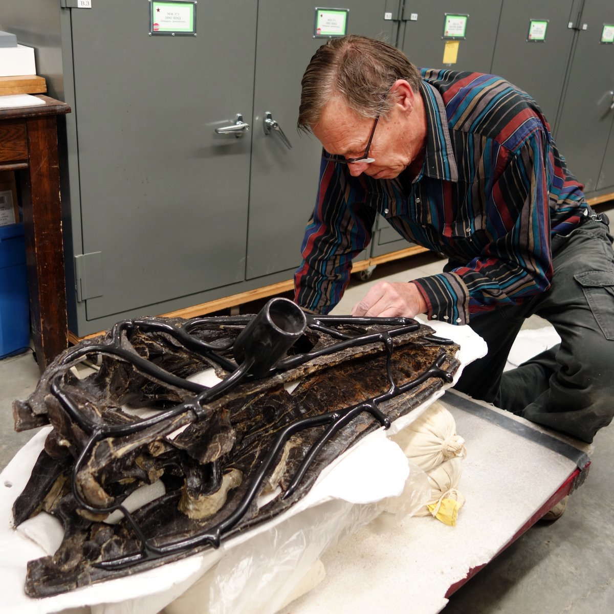 WitmerLab (@witmerlab) on Twitter photo I join the rest of the paleo world in mourning the passing of the legendary Bob Harmon of the <a href="/MuseumRockies/">Museum of the Rockies</a>. I met him 35 years ago in the field in Montana & saw him during my MOR visits, as in this one in 2017 where we worked on B-rex & Big Al, two of his many claims to fame. I join the rest of the paleo world in mourning the passing of the legendary Bob Harmon of the <a href="/MuseumRockies/">Museum of the Rockies</a>. I met him 35 years ago in the field in Montana & saw him during my MOR visits, as in this one in 2017 where we worked on B-rex & Big Al, two of his many claims to fame.