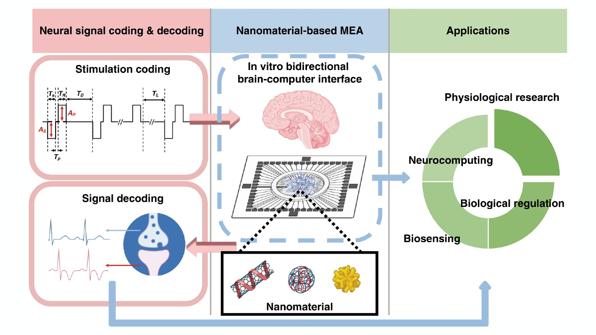 IEEEBrain's tweet photo. New #research alert! @MicrosysNanoeng has a novel paper exploring the fabrication of #nanomaterial-based #microelectrode arrays applied to bidirectional in vitro #brain-computer interfaces from an interdisciplinary perspective. Read it here: https://t.co/MmAgsAKXuG #MEAs #BCI https://t.co/IwN82Gc5j0