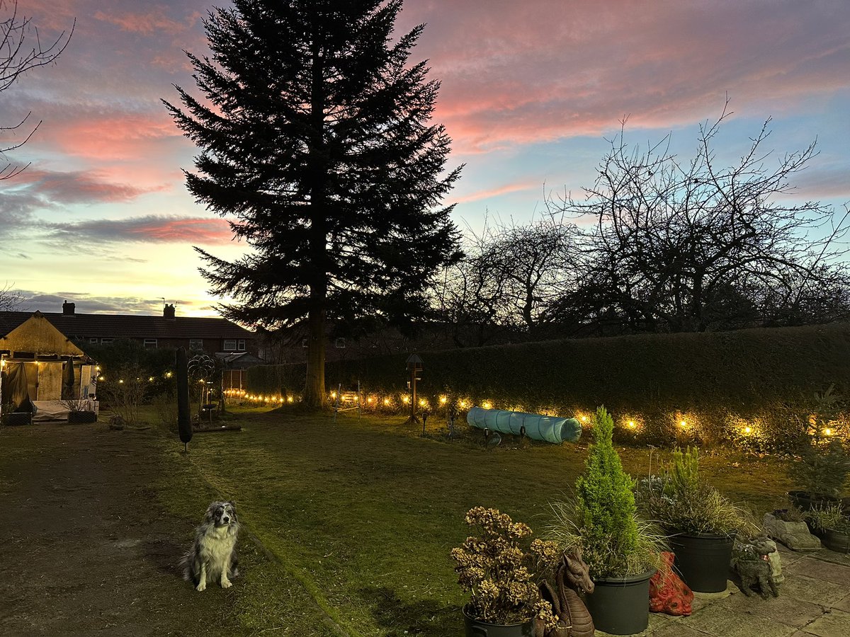 Early evening run around the garden and it’s a colourful one. 

#onemanandhisdog #sunset #naturescolors #nature #bordercollie #bordercollies #bordercollielife #collie #border #bluemerle #bluemerlecollie #dog #doggo #doggy #doglife