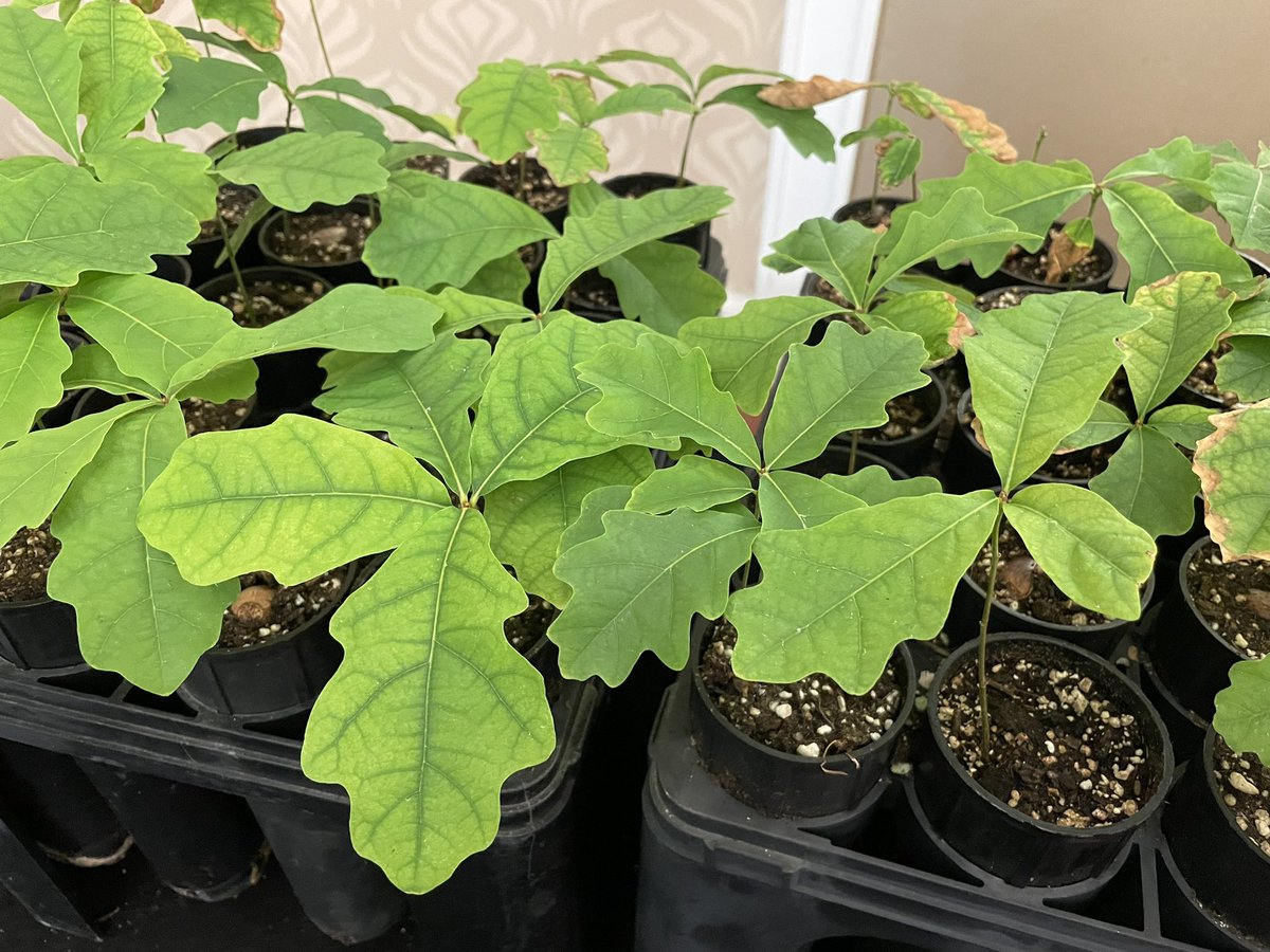 Really enjoyed the Appalachian <a href="/foresters/">Society of American Foresters</a> (ApSAF) Winter Meeting. Shout-out to <a href="/kressuk/">Jonathan Kressuk</a> for an awesome presentation on his PhD research! Important work for the future of ash in the face of emerald ash borer. <a href="/NCForestHealth/">NC State Forest Health</a>