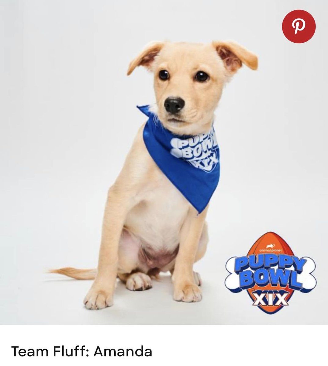 GourmetfoodGirl's tweet image. We are in great anticipation of one of the greatest #sportingevents ever! @AnimalPlanet 

If you’re excited about the #SUPERBOWL matchup well here is the  #PUPPYBOWL
Who will win the coveted LOMBARKY TROPHY
Sunday, February 12 at 2P ET. #AnimalPlanet. 
petherorescue.com