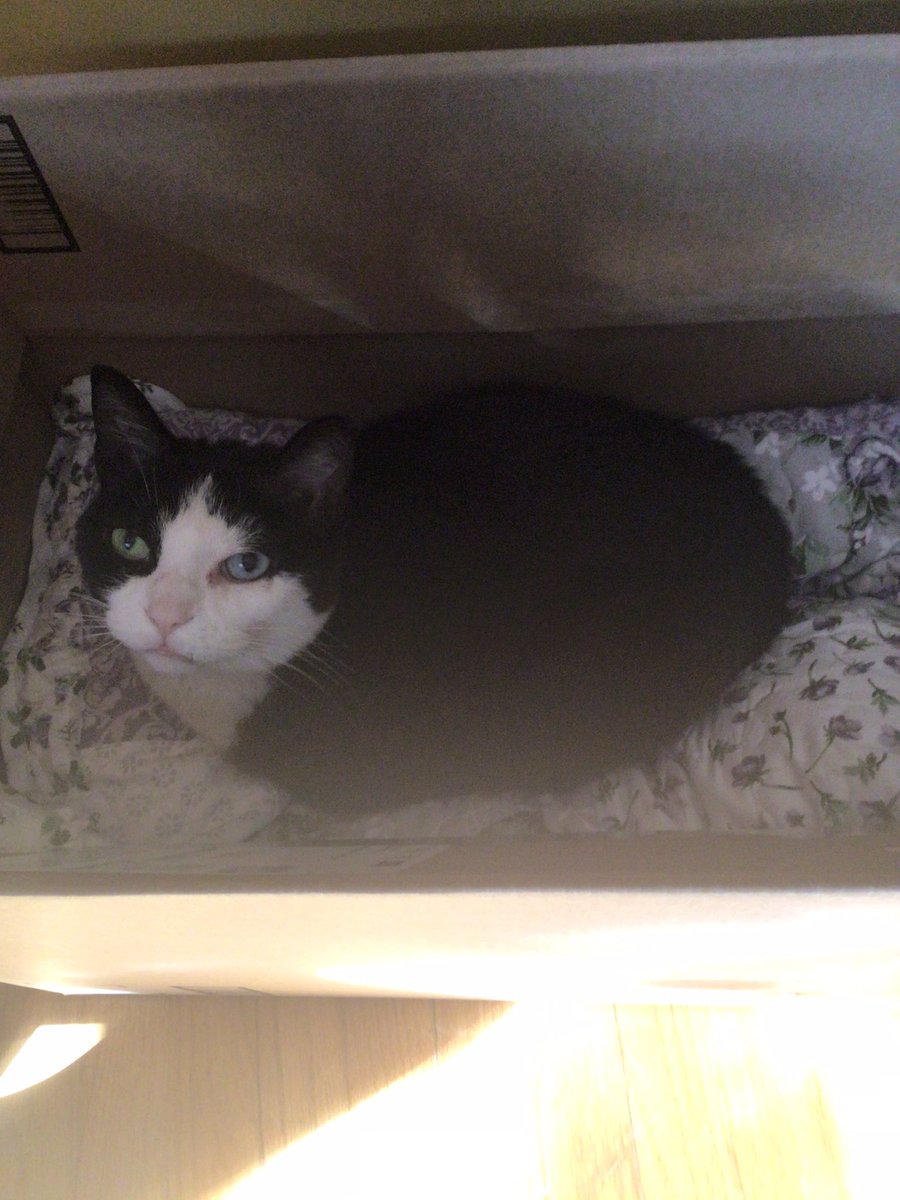Sorry the picture is a little dark but this is me in the box (with a pillow!) that The Can Opener set up for me. It’s so comfy I’m taking all my naps in here. First night home went well. It was as if I’d never been gone. 💚💙🐈‍⬛🐾🐾