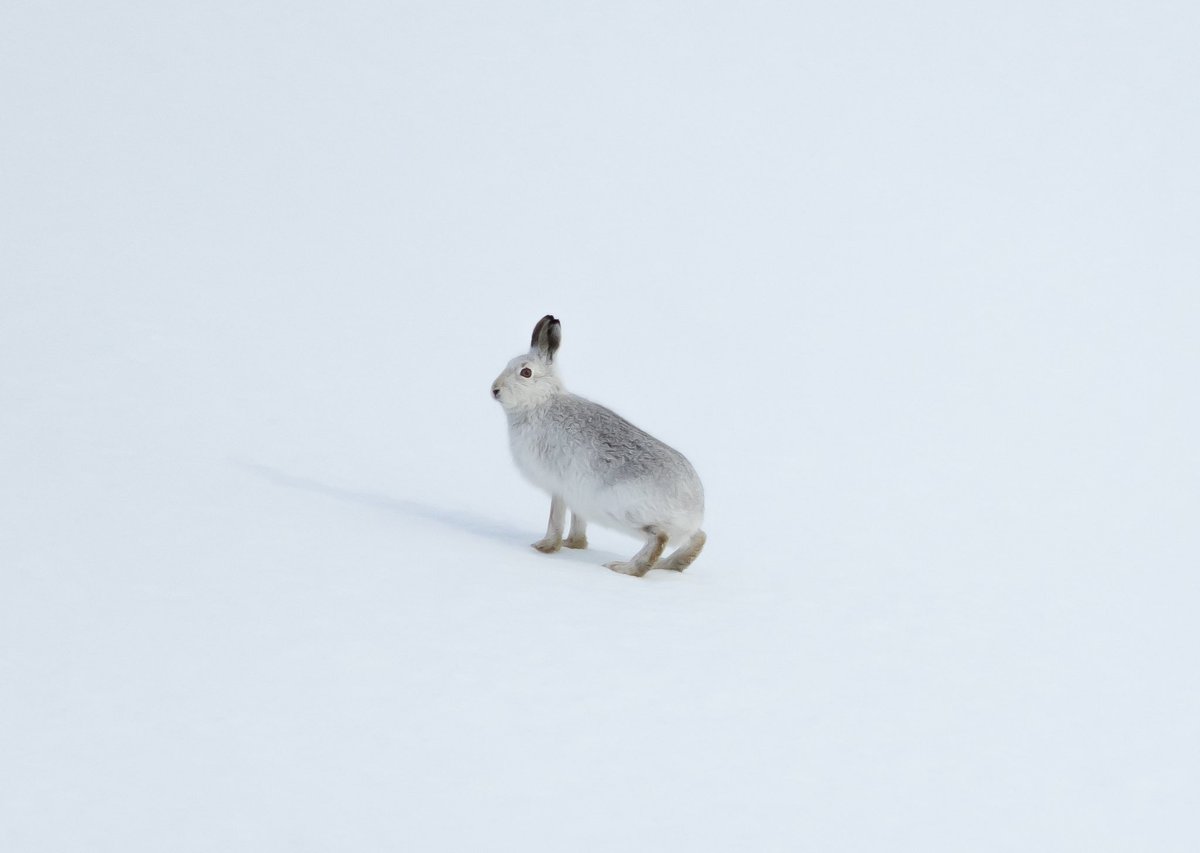 I had a great day in Glenshee with the Scottish equivalent of the snow leopard last week. It’s well worth freezing your feet off to go and find these amazing mountain hares. #mountainhares #wildlifephotography #Scotland #cairngorms #wildscotland #wildlife #mountains