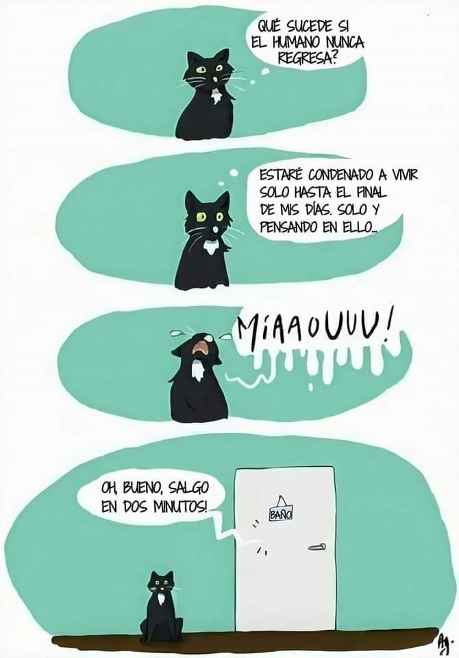 GatosPty's tweet photo. 💗🐈 https://t.co/xcnUxruBPP