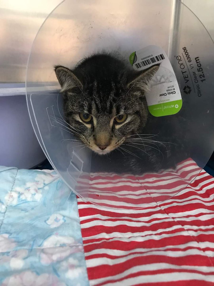 One of Castiel's furriends showed up on the porch during the ice storm. He was injured. The hoomans took him to the vet and they took care of him. Please pray for our new buddy's quick recovery.
#sickday #icestorm #newfriend #ThursdayThoughts #CatsOnTwitter #CatsOfTwitter