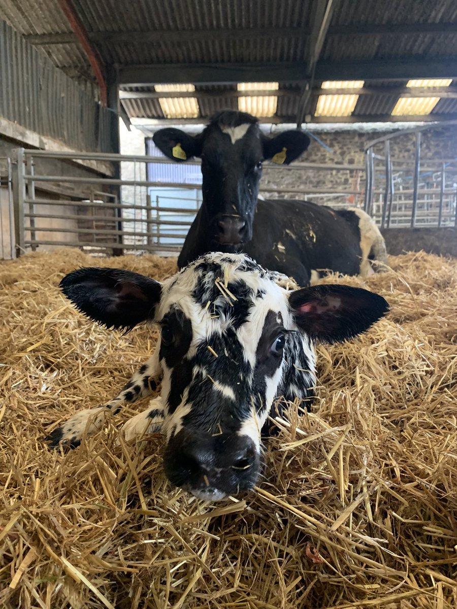 cathherniman's tweet photo. *Availability for Vet Student March/April 23*🐮 
120 cross-bred cows block calving. Great experience for #vetstudent: neonatal care, automatic calf feeders, assisting with calvings, milking, vet visits
Warm family home, all meals provided - Devon🏡 
Please share #EMS #placement https://t.co/e3TKwAIYP8