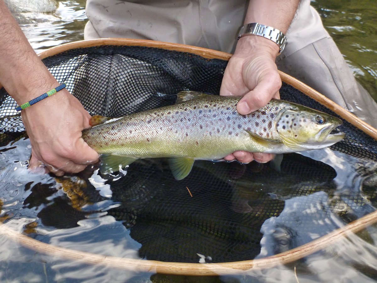 David Lemieux tweet media