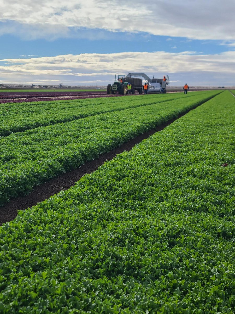 Markon_Produce's tweet photo. This week, Markon member customers were in the fields experiencing where their ingredients are grown and harvested—including broccoli, lettuces, cauliflower, and celery, as well as salad processing at our grower-partner Taylor Farms’ facility.

https://t.co/JT7cRAaSFV https://t.co/KYtrBVRaqz