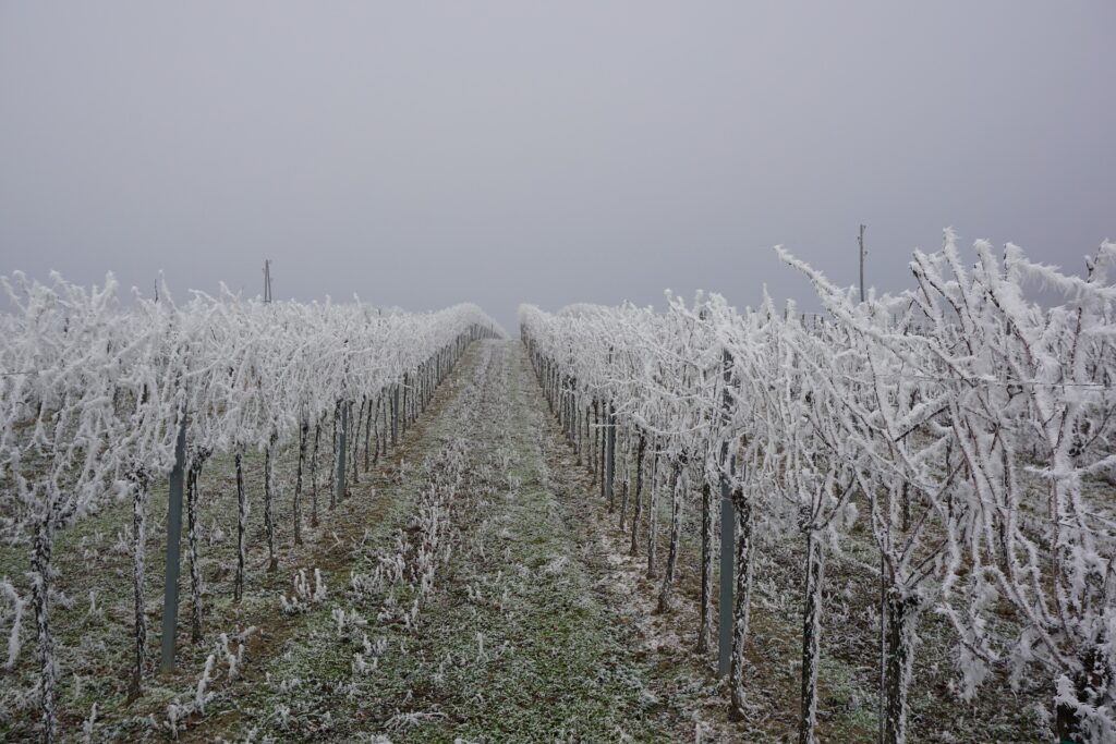eVineyard_app's tweet image. Winter #dormancy has an important role in a #grapevine growth cycle, as it helps vines tolerate cold temperatures and ensure bud burst and normal spring growth. Two types of dormancy occur during the winter – endodormancy, and ecodormancy... ow.ly/SPWK50MvUNF