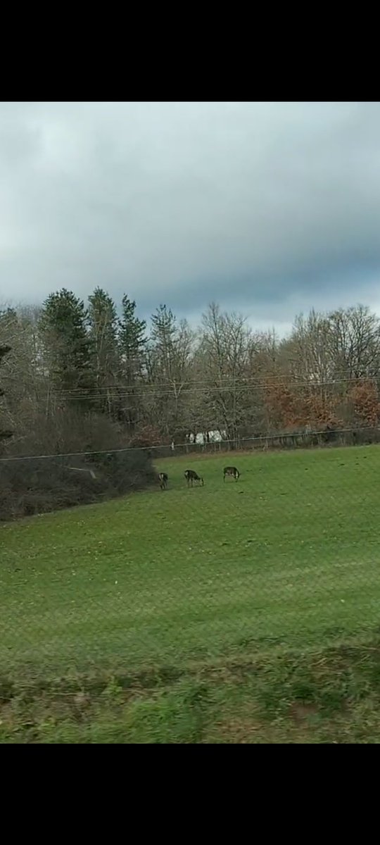 Hola! <a href="/pinosysembrados/">Entre pinos y sembrados</a> ¿Es suficiente esta foto para identificar?