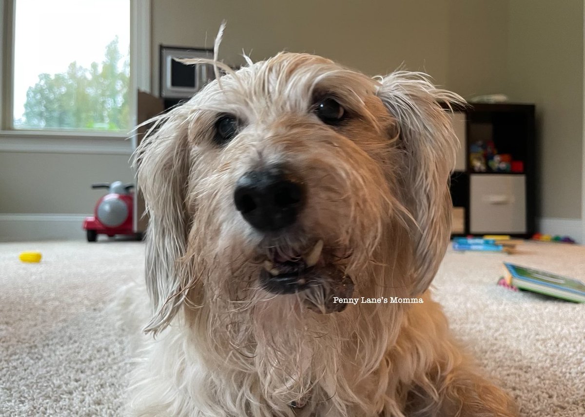 Penny Lane’s Momma tweet media