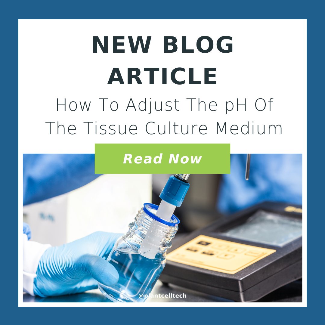 PlantCellNews's tweet image. First time with the #pHmeter?

Not to worry! 
Because we’ve curated a whole blog teaching you the ins and outs of the pH meter. Any questions you may have regarding the equipment, it has all the answers. 

Give it a read now: plantcelltechnology.com/bloghow-to-adj…

#tissueculture #plantcelltech