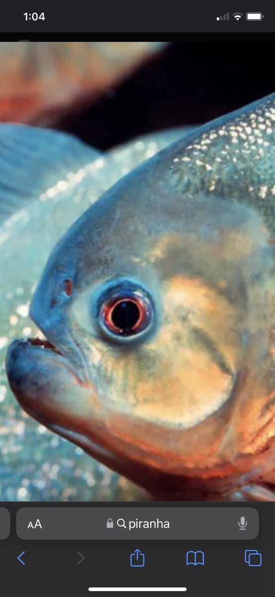 n_nymbis's tweet image. She calls to me #animegirl #feesh