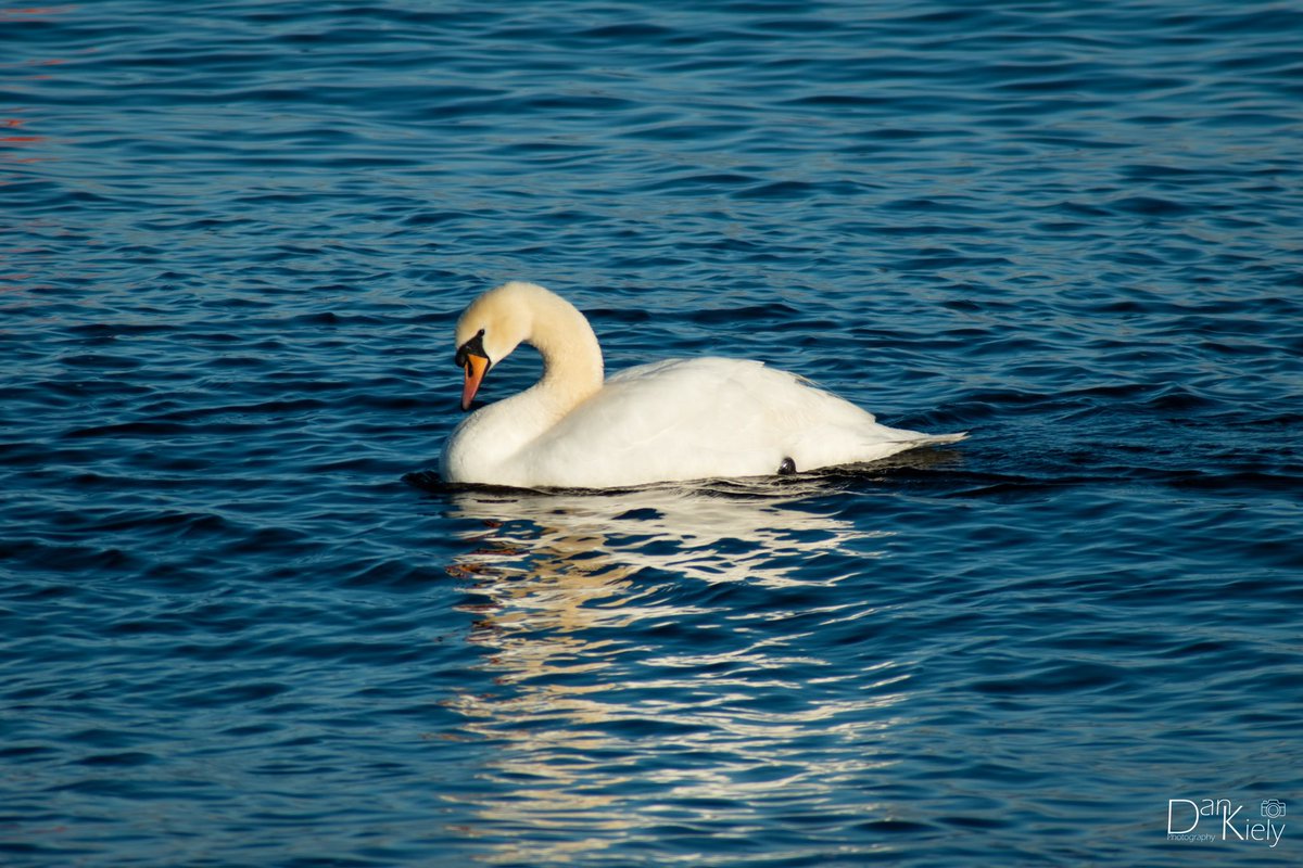 Alone Time, Bray Harbour, December 2022.

#Chillling #ChillingOut #Floating #Swan #Winter #Chilly #Bray #BrayHarbour #BraySeafront #Wicklow #VisitWicklow #WicklowOutdoors #Nikon #NikonD3500 #VMWeather #LensAreLive #ThePhotoHour @visitwicklow @discoverirl @ancienteastIRL @bray_ie